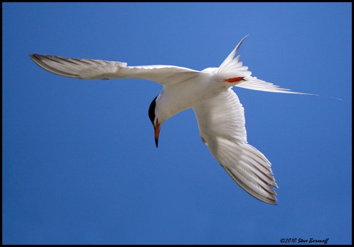 _0SB4124 forsters tern.jpg